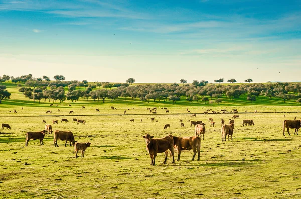 Granja de animales en Extremadura, España. Rebaño de vacas de pastoreo —  Fotos de Stock