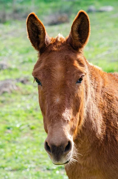 Zblízka portrét muly v Badajozu, Extremadura — Stock fotografie