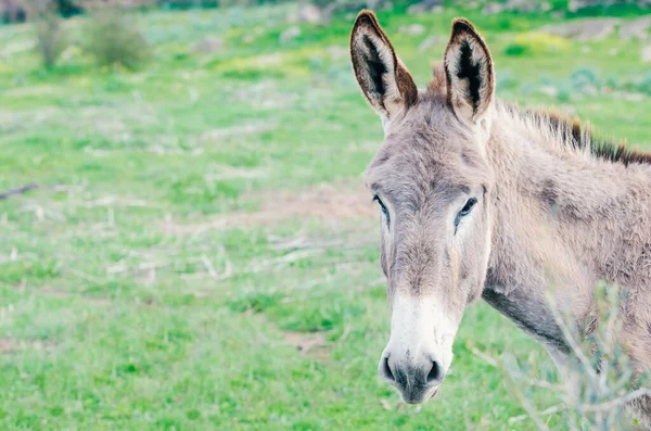 Közelkép Egy szamár portréja a mezőgazdaságban. — Stock Fotó