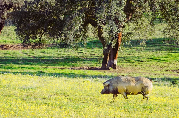 Sertés portré legelőn, Extremadura, Spanyolország — Stock Fotó