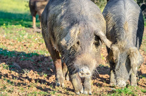 Close up retrato de porcos no campo — Fotografia de Stock