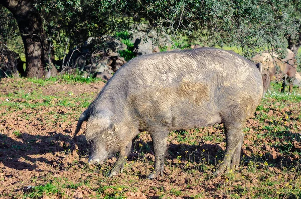 Retrato lateral de porco em campo — Fotografia de Stock