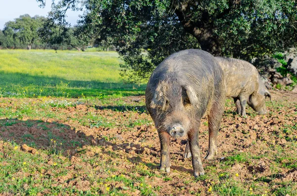 Porco ibérico no prado da Estremadura . — Fotografia de Stock