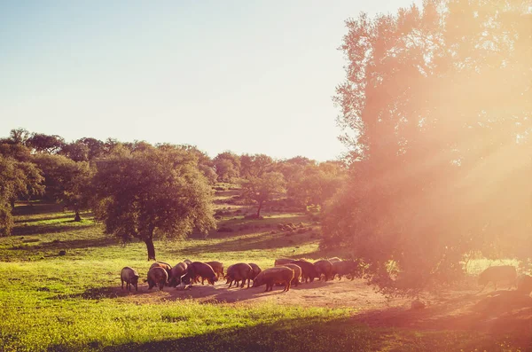 Porcos em glassland at sunset, Extremadura, Espanha — Fotografia de Stock