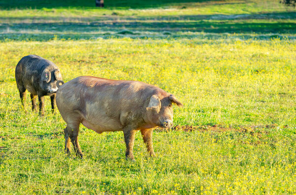 Iberican pigs in the field, Extremadura