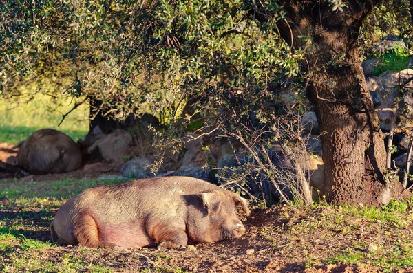 Cerdo Descansando Suelo —  Fotos de Stock