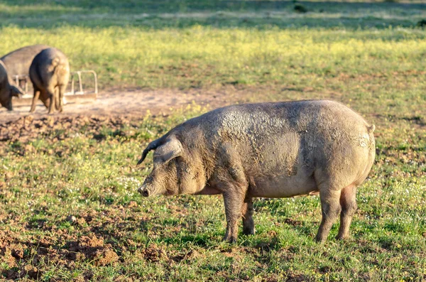 Ritratto Laterale Maiale Campo — Foto Stock