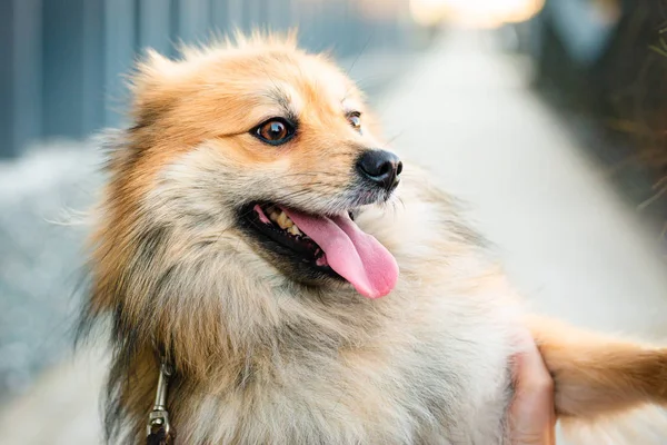 Primer Plano Retrato Pomerania Joven — Foto de Stock