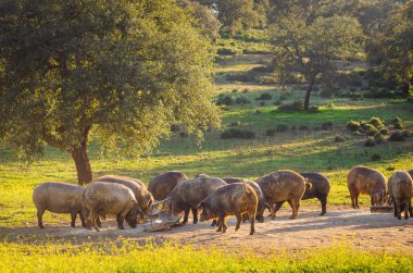 Günbatımında Glassland 'de domuzlar, Extremadura, İspanya