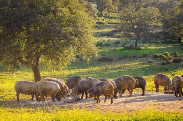 Cerdos Campo Cristal Atardecer Extremadura España — Foto de Stock