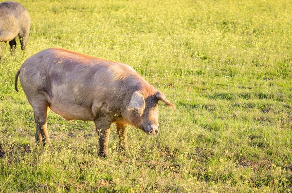 Suíno Ibericano Campo Extremadura — Fotografia de Stock