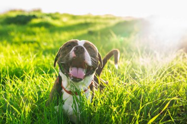 Mutlu Amerikan Stanford veya Staffordshire sahada metin için fotokopi alanı ile
