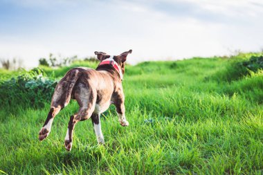 Mutlu Amerikan Stanford veya Staffordshire metin için fotokopi alanıyla sahada koşuyor