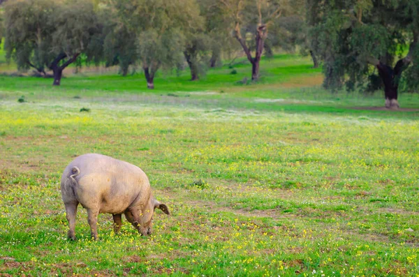 Retrato Porco Pastagens Extremadura Espanha — Fotografia de Stock