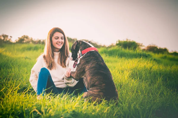 Jovem Com Casaco Vermelho Jeans Treinando American Staffordshire Terrier Campo — Fotografia de Stock