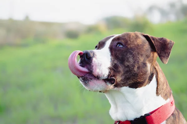 Funny American Stanford Staffordshire Campo Con Espacio Copia Para Texto — Foto de Stock