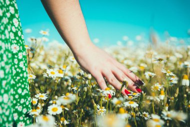 Kadının eli papatyaları okşuyor.