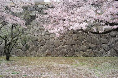 Kiraz ağaçlarının yaprakları