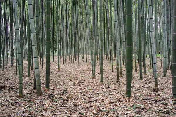 Arashiyama bambu Grove