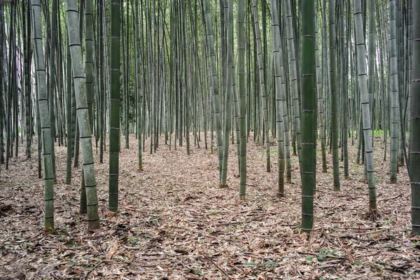 Arashiyama bambusový háj Stock Obrázky