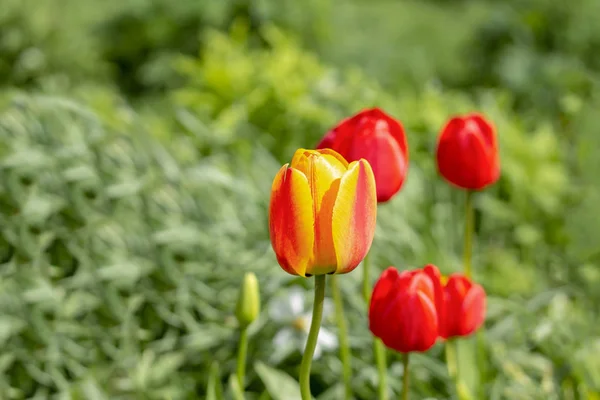 Bourgeons de tulipes sur un fond d'herbe verte . — Photo