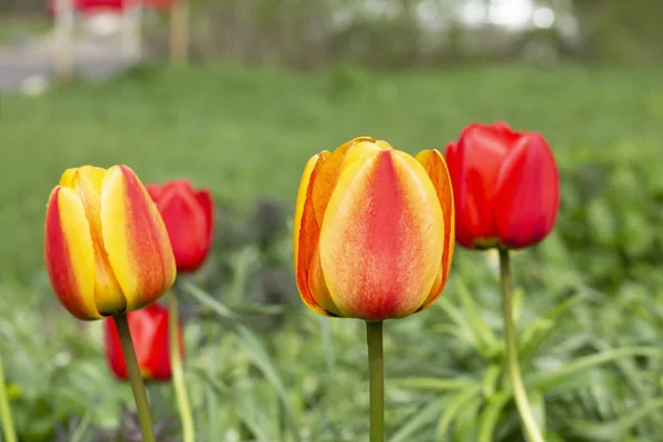 Bourgeons de tulipes sur un fond d'herbe verte . — Photo