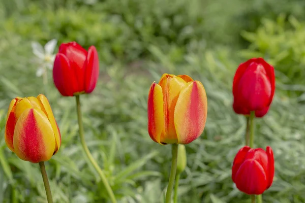 Bourgeons de tulipes sur un fond d'herbe verte . — Photo