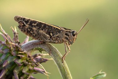 İtalyan locust Calliptamus italicus Çek Cumhuriyeti