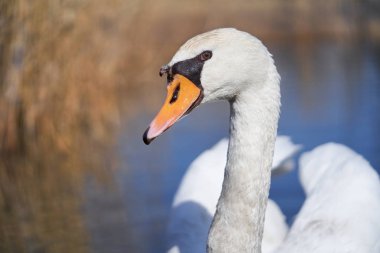 Çek Cumhuriyeti 'ndeki beyaz dilsiz kuğu Cygnus rengi.