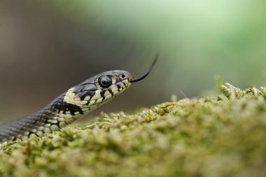 Çek Cumhuriyeti'nde çim yılan Natrix natrix