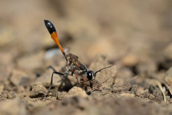 捷克共和国的Ammophila sabulosa黄蜂 — 图库照片