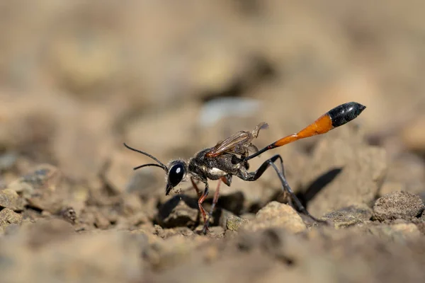Çek Cumhuriyeti 'ndeki eşek arısı Ammophila Sabulosa