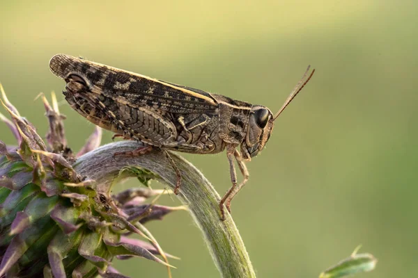 Итальянская саранча Calliptamus italicus в Чехии — стоковое фото