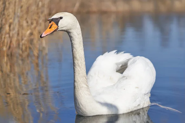 Il cigno bianco muto Cygnus olor in Repubblica Ceca — Foto Stock