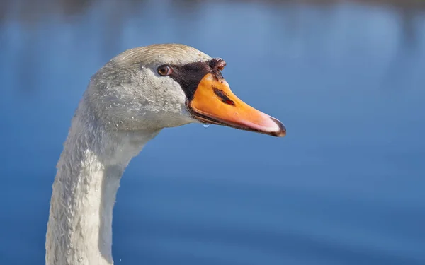 Bílá němá labuť Cygnus olor v České republice — Stock fotografie