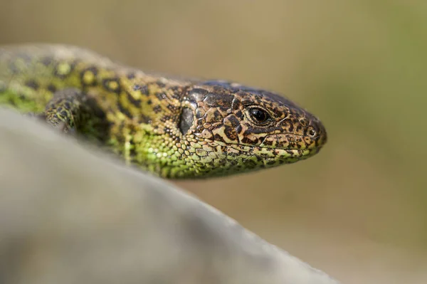 The sand lizard Lacerta agilis in Czech Republic — Stock Photo, Image