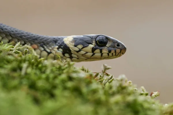 Το νερόφιδο Natrix natrix στην Τσεχική Δημοκρατία — Φωτογραφία Αρχείου