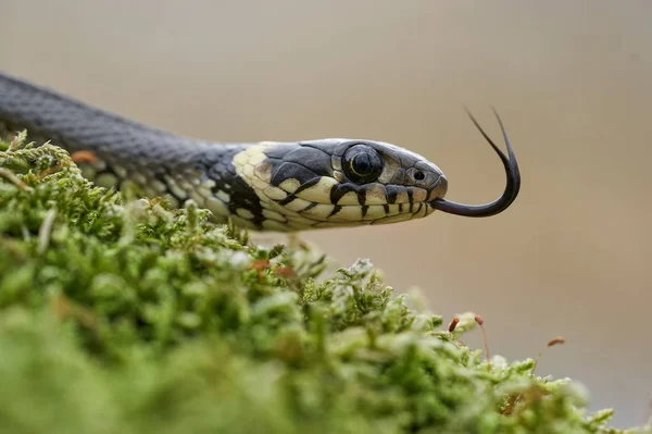 La serpiente de hierba Natrix natrix en República Checa — Foto de Stock