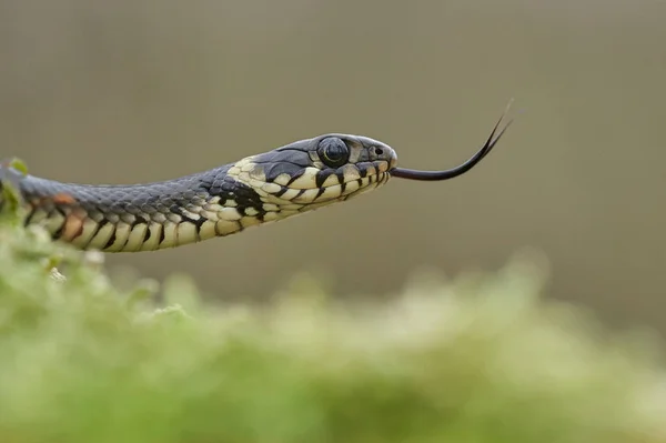 체코 공화국에서 잔디 뱀 Natrix natrix — 스톡 사진