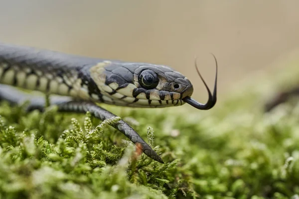 Užovka obojková Natrix natrix v České republice — Stock fotografie