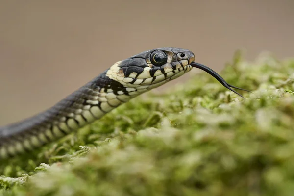 チェコ共和国で草蛇ヤマドリ ヤマドリ — ストック写真