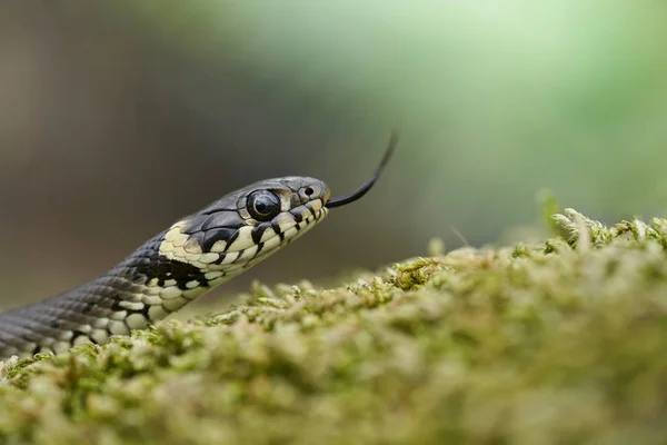 A cobra de grama Natrix natrix na República Checa — Fotografia de Stock