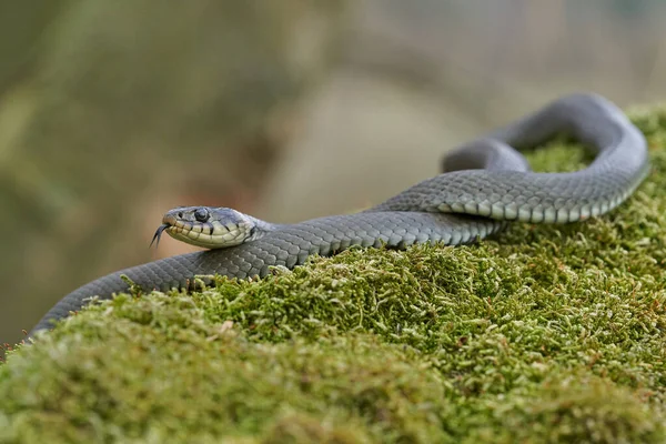 Το νερόφιδο Natrix natrix στην Τσεχική Δημοκρατία — Φωτογραφία Αρχείου