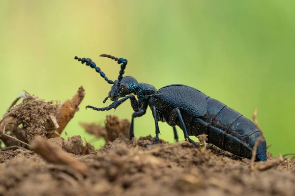 Çek Cumhuriyeti 'nde Petrol Böceği Meloe proscarabaeus