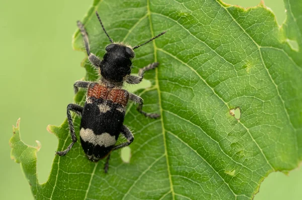 捷克共和国的Beetle Clerus Mutillarius坐在一片树叶上 — 图库照片