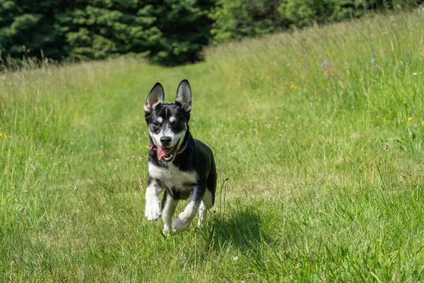 Chien juvénile de race mixte de Husky de Sibérie sur prairie, jouer, courir . — Photo