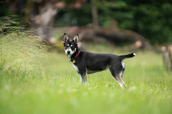 Míšenec juvenilní pes sibiřského Huskyho na louce, hraní, běh. — Stock fotografie