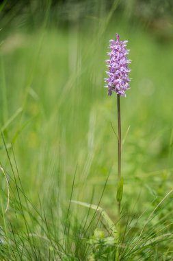 Yaygın görülen orkide Dactylorhiza fuchsii, çayırda.