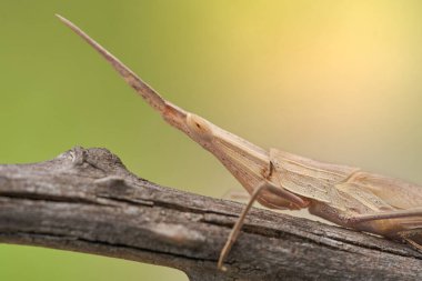 Krk, Baska, Hırvatistan 'da yeşil çekirge Acrida ungarica