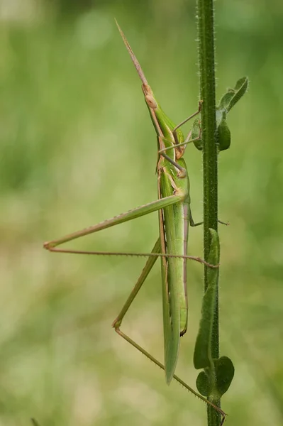 Saltamontes verdes Acrida ungarica en Krk, Baska, Croacia — Foto de Stock